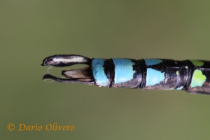 Scheda: Aeshna cyanea